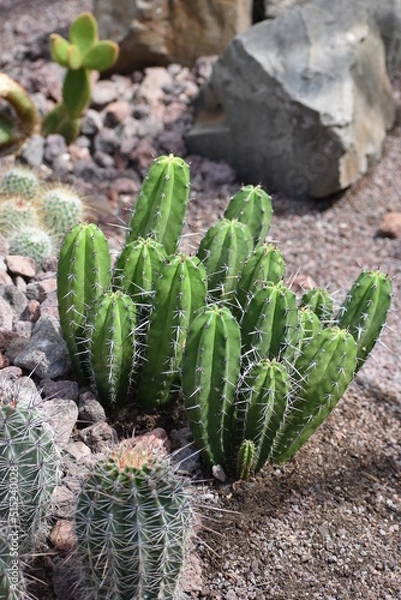 Obraz Cereus peruvianus