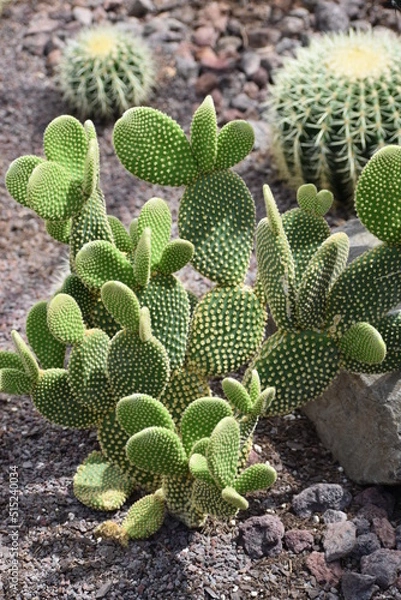 Obraz Opuntia macrocalyx