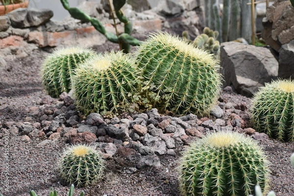 Obraz  Echinocactus grusonii 