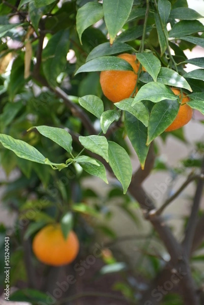 Obraz mandarynka