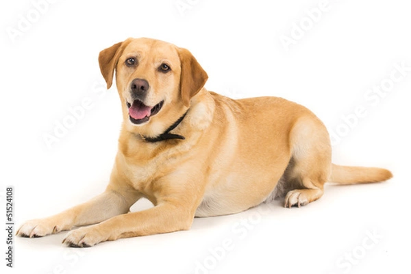 Obraz Golden Labrador