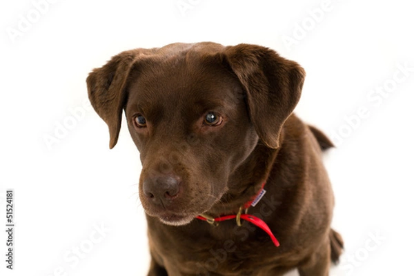 Obraz Chocolate Labrador