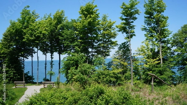 Obraz blue sky and trees
