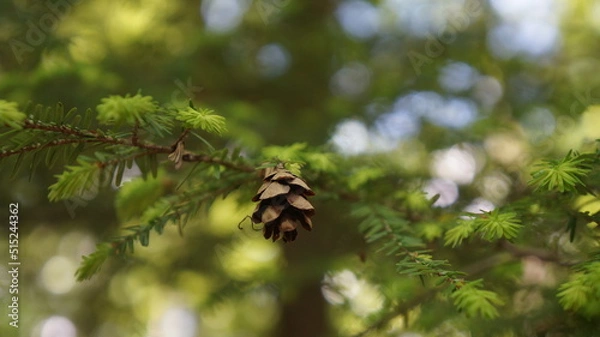 Obraz pine cone in the sun