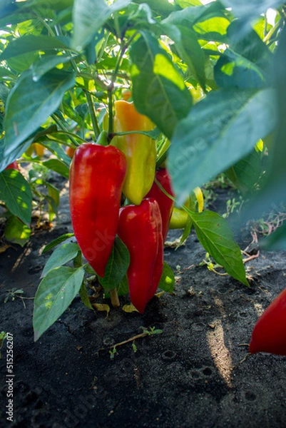 Obraz pepper growing in the garden on a sunny day