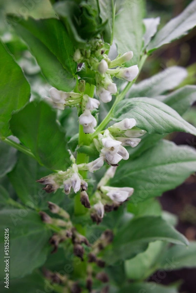 Obraz bean blossoms growing in the garden