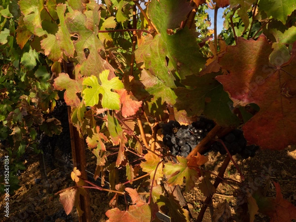 Obraz OLYMPUS DIGITAL CAMERA