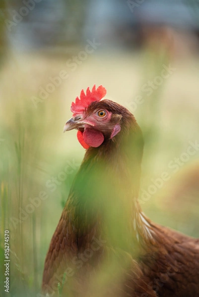 Obraz Huhn auf einer Wiese 