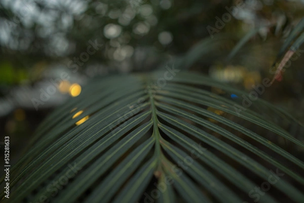 Obraz rain drops on leaf