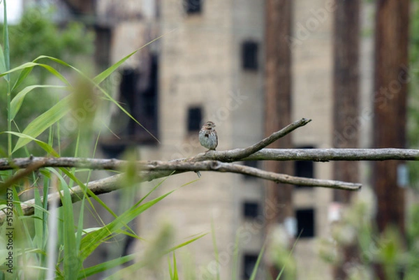 Obraz squirrel on a tree