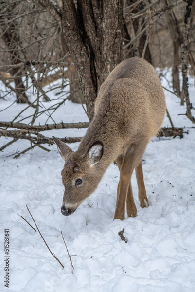 Obraz deer in snow