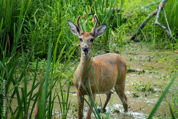 Obraz deer in the grass