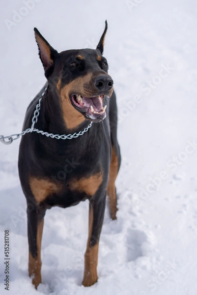 Obraz german shepherd dog