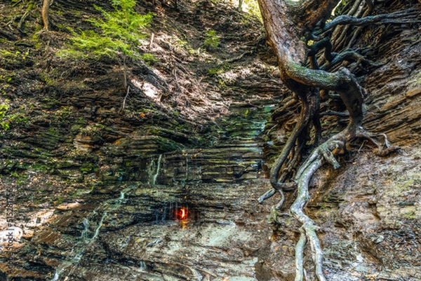 Obraz tree in the forest