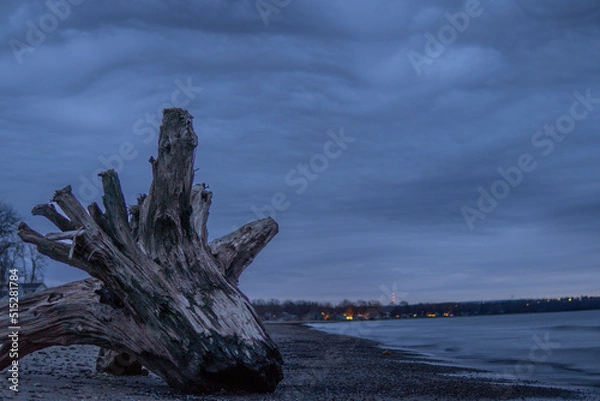 Obraz tree on the shore