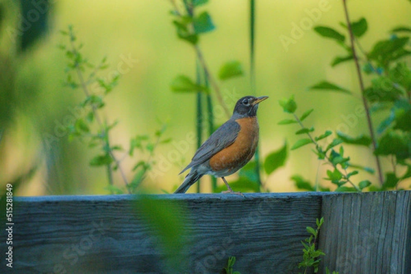 Obraz bird on a tree
