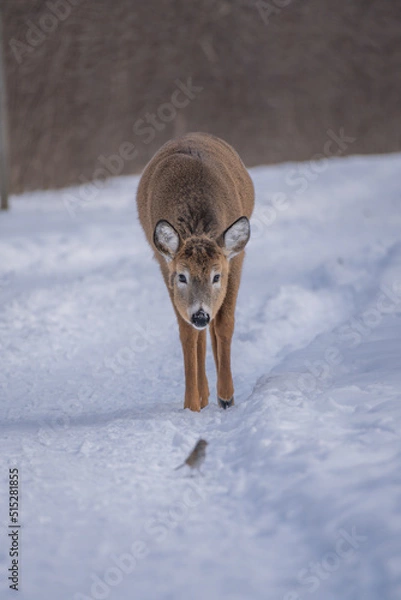 Obraz red fox in snow