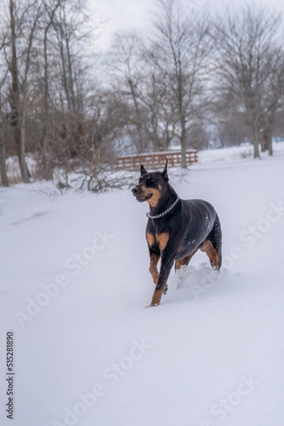 Obraz dog in snow