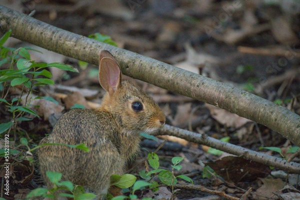 Obraz rabbit in the grass