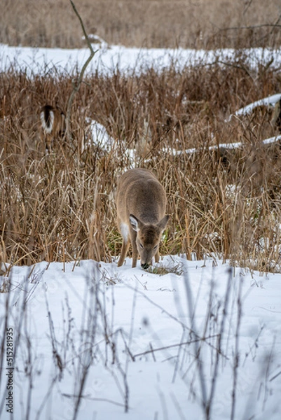 Obraz deer in snow