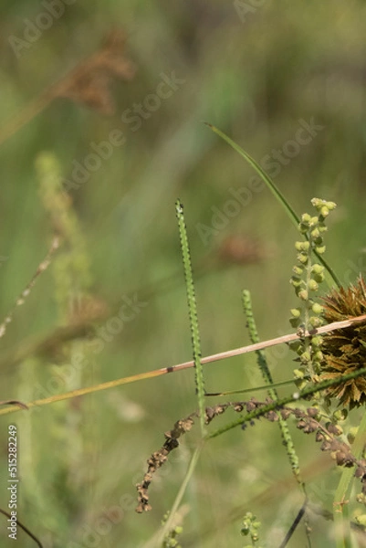 Fototapeta macro plantas