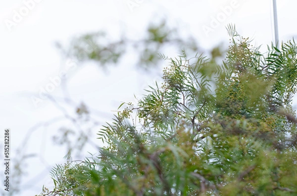 Fototapeta plantas macro