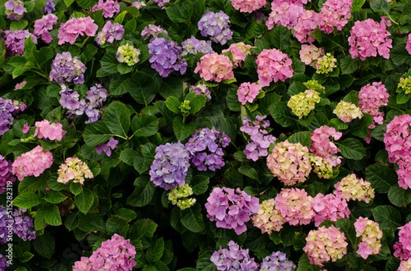 Obraz hortensias