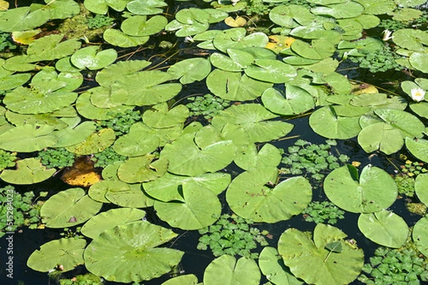 Fototapeta Lotus flower and leaves on the river. Water lilly blossoms on the lake in hot summer day. green lilly pad's cover on water surface. Nymphaea flower.