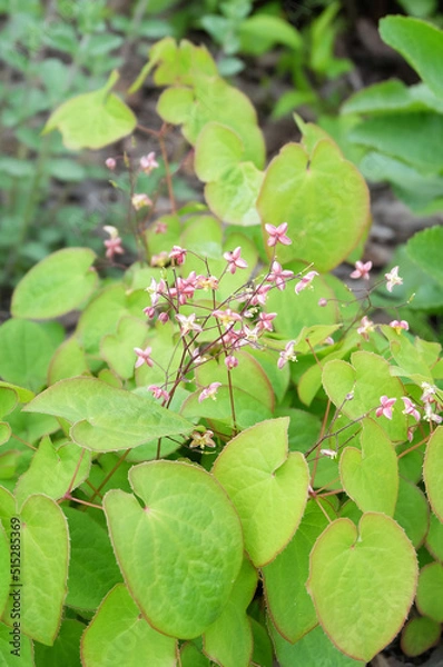 Fototapeta Epimedium rubrum flowers or flower elves, macro photography, selective focus, blurred background, vertical orientation.
