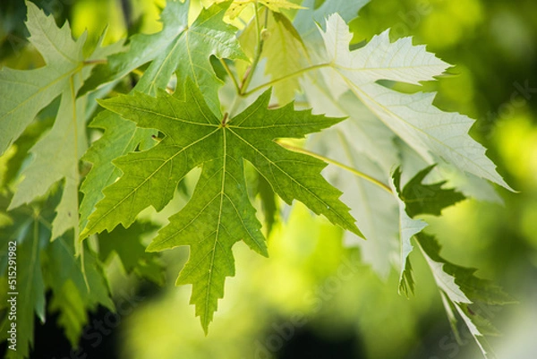 Fototapeta Silver Maple
