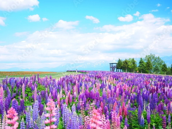 Obraz 北海道の絶景 フラワーランドかみふらの ルピナス畑の風景