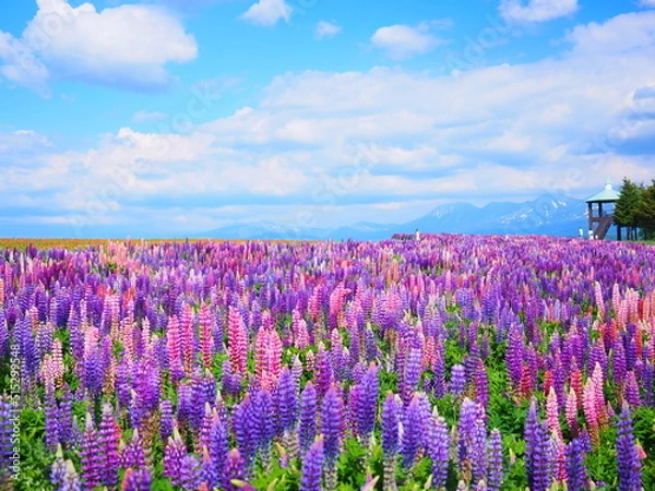 Fototapeta 北海道の絶景 フラワーランドかみふらの ルピナス畑の風景