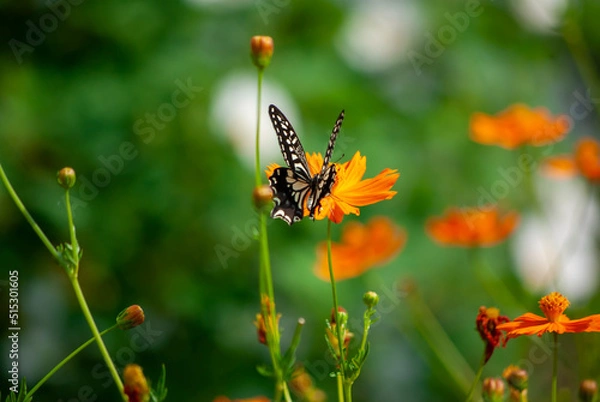Fototapeta アゲハとコスモス