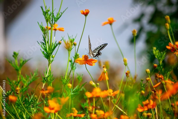 Obraz アゲハとコスモス