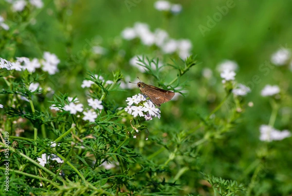 Obraz セセリチョウと花