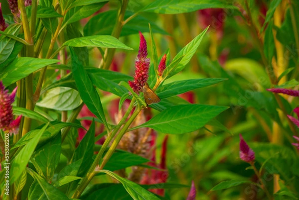 Fototapeta セセリチョウと花