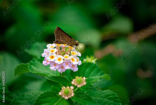 Obraz 蜜をすうセセリチョウとランタナ