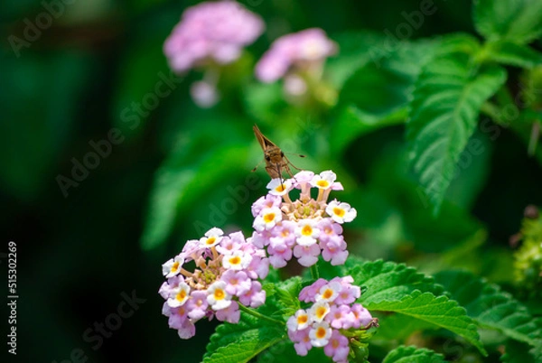 Obraz 蜜をすうセセリチョウとランタナ