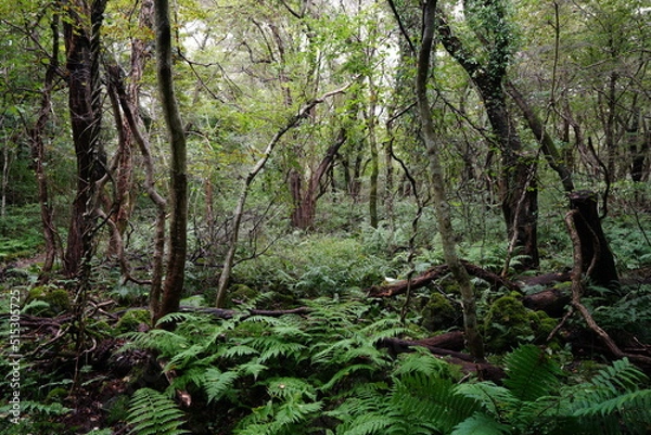 Fototapeta primeval forest with old trees and vines and fern