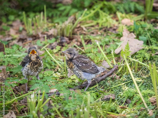 Fototapeta Two fieldfare chicks, Turdus pilaris, have left the nest and are sitting on the spring lawn. Fieldfare chicks sit on the ground and wait for food from its parents.
