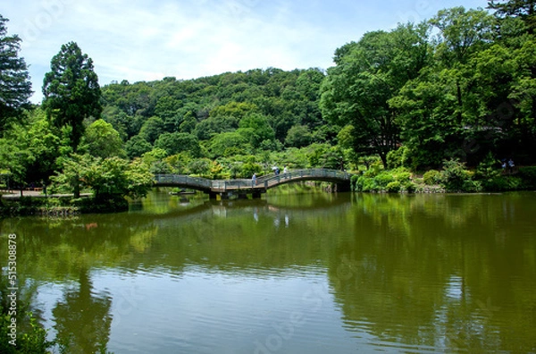 Obraz 町田薬師池公園　東京都｜緑が深まる初夏の薬師池とタイコ橋の景観です
