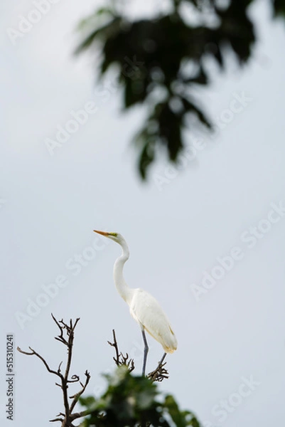 Fototapeta 해바라기 와 새