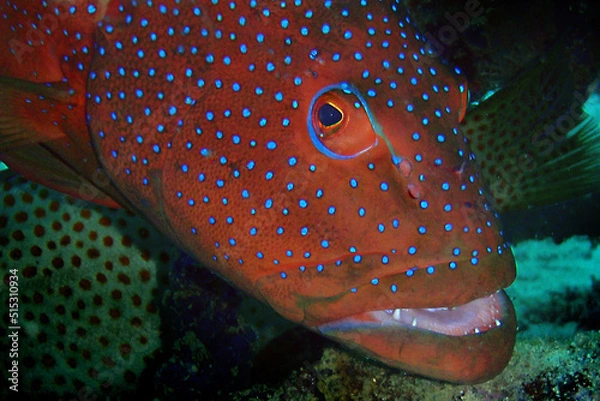 Fototapeta Coral hind grouper fish (Cephalopholis miniata) underwater in the coral reef of the Maldives