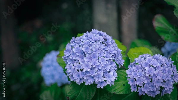 Fototapeta 紫陽花