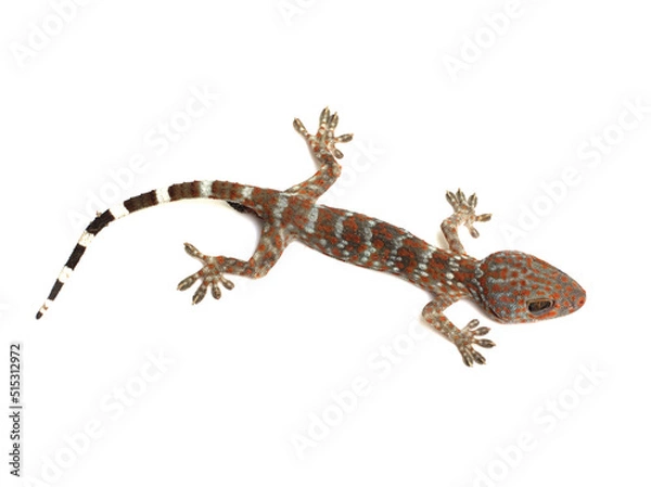 Obraz dead gecko on white background