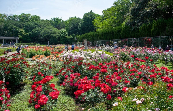 Obraz 春のバラフェスタ　神代植物公園｜色とりどりの薔薇の花を楽しむことが出来ます
