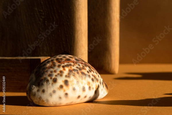 Fototapeta abstract background with shell and long shadows on the wall and geometric shapes. High quality photo