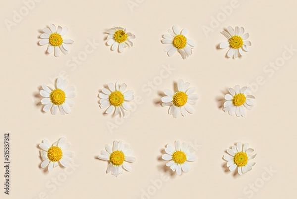 Fototapeta Floral pattern with natural fresh Chamomile flower, yellow white blooming daisy flowers on beige background. Holiday flat lay summer print blossom. Nature design texture, spring flat lay