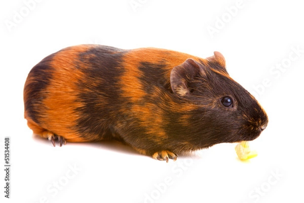 Fototapeta guinea pig, isolated
