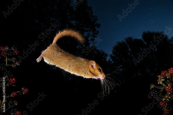 Obraz hazel dormouse